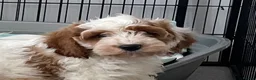 Cavapoo dogs for sale: 🐩🐶🐾FULLY HEALTH CLEAR F1 CAVAPOO🐾🐶🐩  - Advert 3