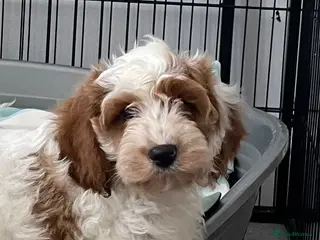 Cavapoo dogs 🐩🐶🐾FULLY HEALTH CLEAR F1 CAVAPOO🐾🐶🐩 - Advert 13