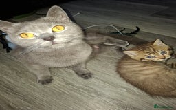 British Shorthair cats for sale: Pedigree British Blue and Tabby Shorthair Kittens - Image 8