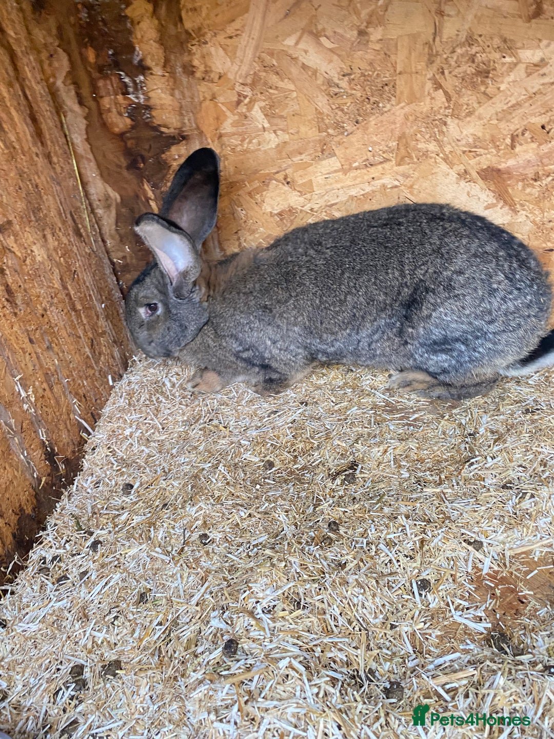 Continental Giant rabbits for sale: Massive Giant Rabbit Female - Advert 3