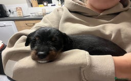 Mixed Breed dogs for sale: 8 beautiful dashaund X Jack Russel puppies  - Image 20