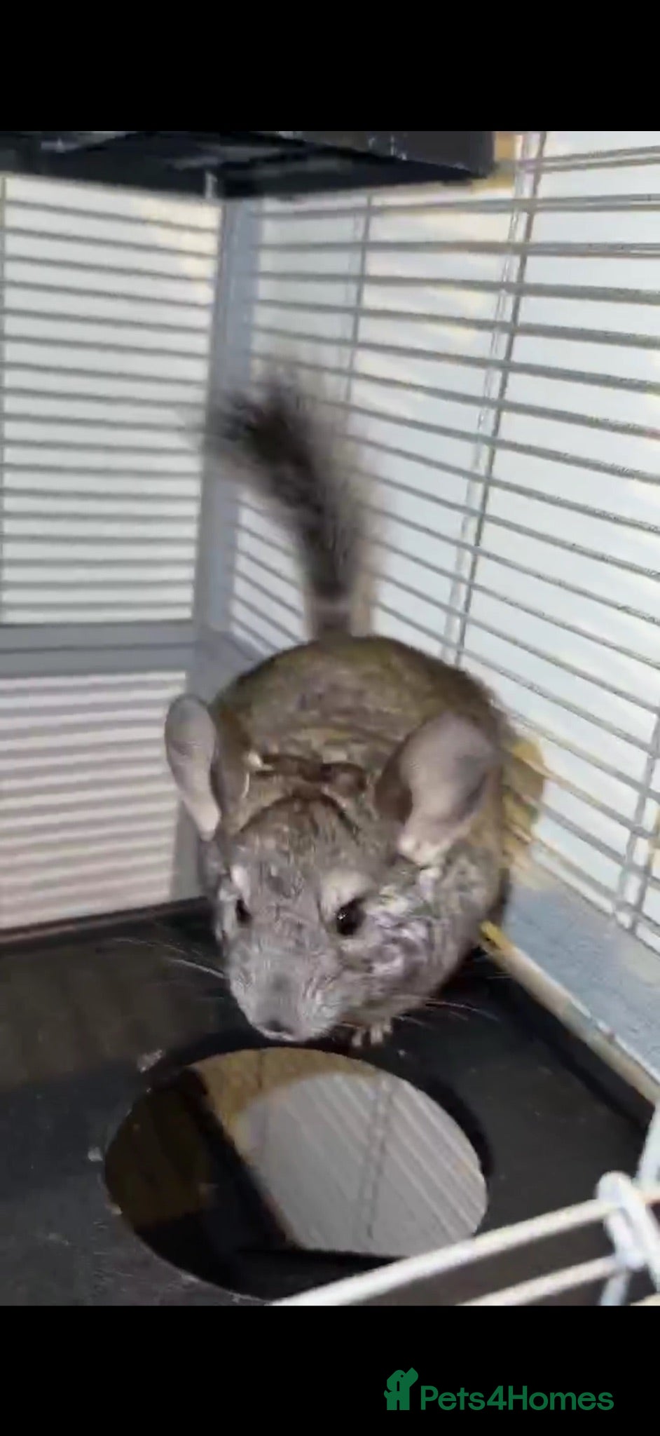Chinchilla rodents Chinchilla and fullset up for sale  - Advert 3