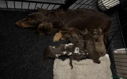Miniature Dachshund dogs for sale: Longhaired miniature dachshund puppies KC reg. - Image 12