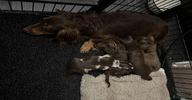 Miniature Dachshund dogs - Advert 14