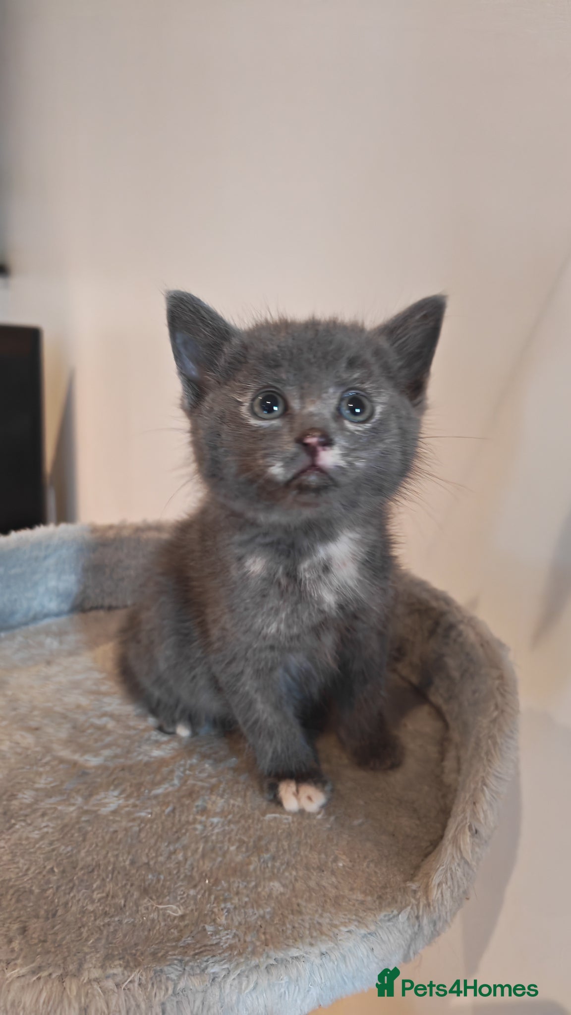 Mixed Breed cats Cute little grey kitten left - Advert 1