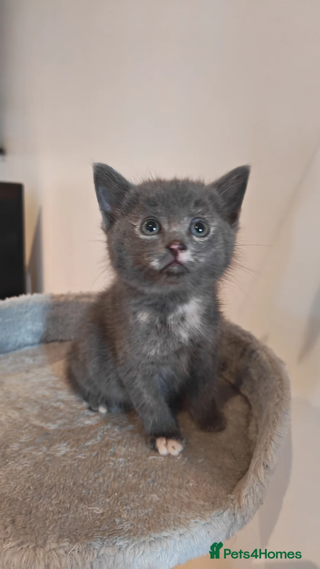 Mixed Breed cats for sale: Cute little grey kitten left - Advert 1