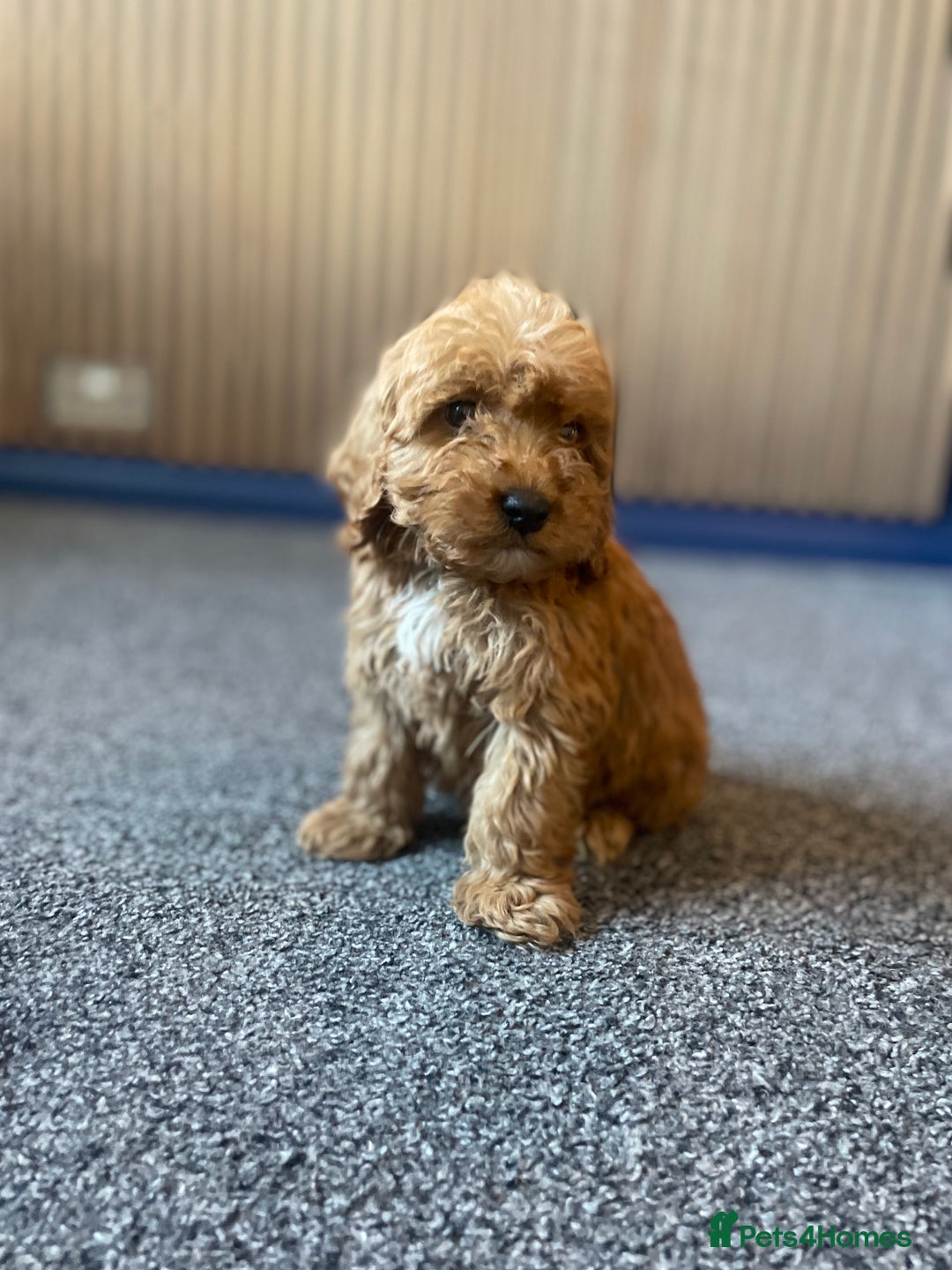 Cockapoo dogs for sale: Cockapoos  - Image 6