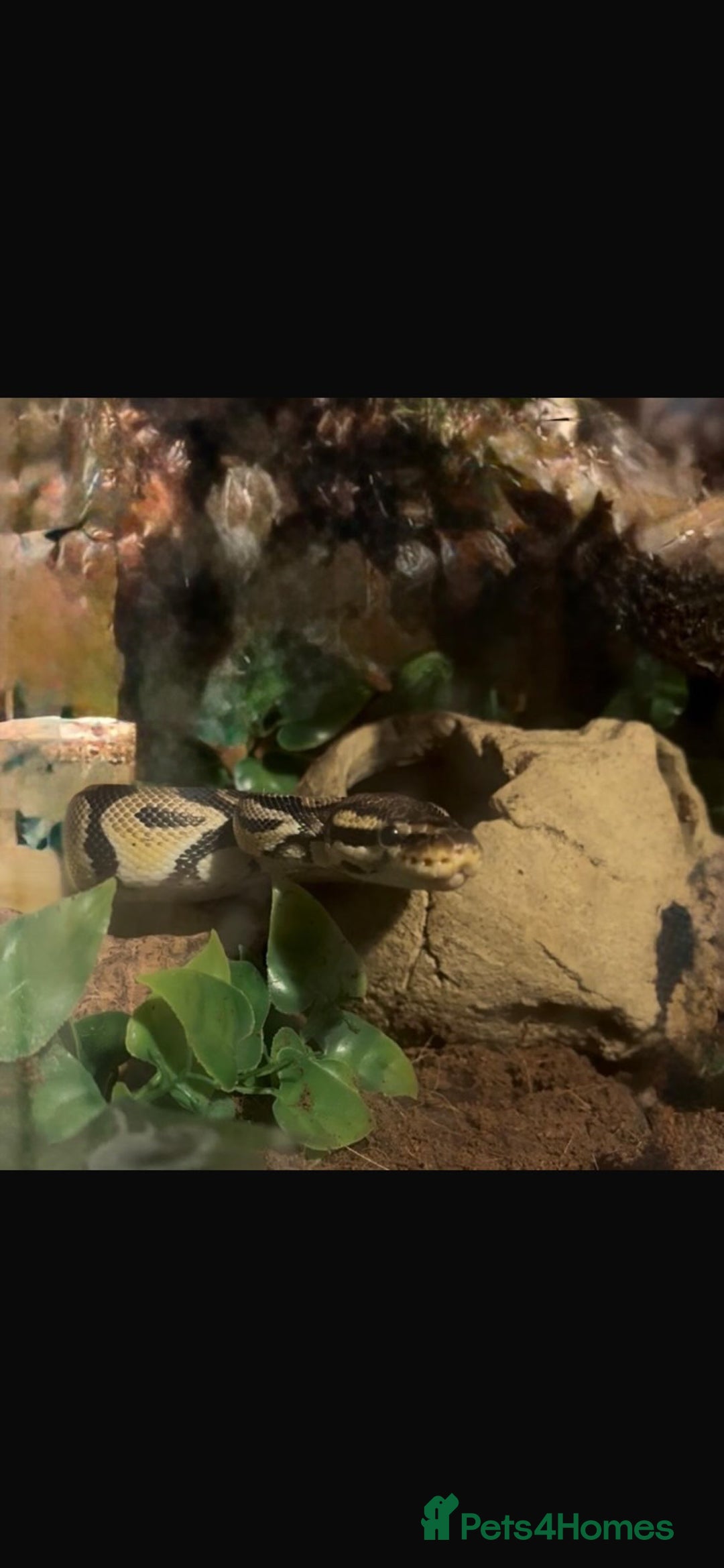 Python Snake reptiles for sale: Ball python  - Advert 3