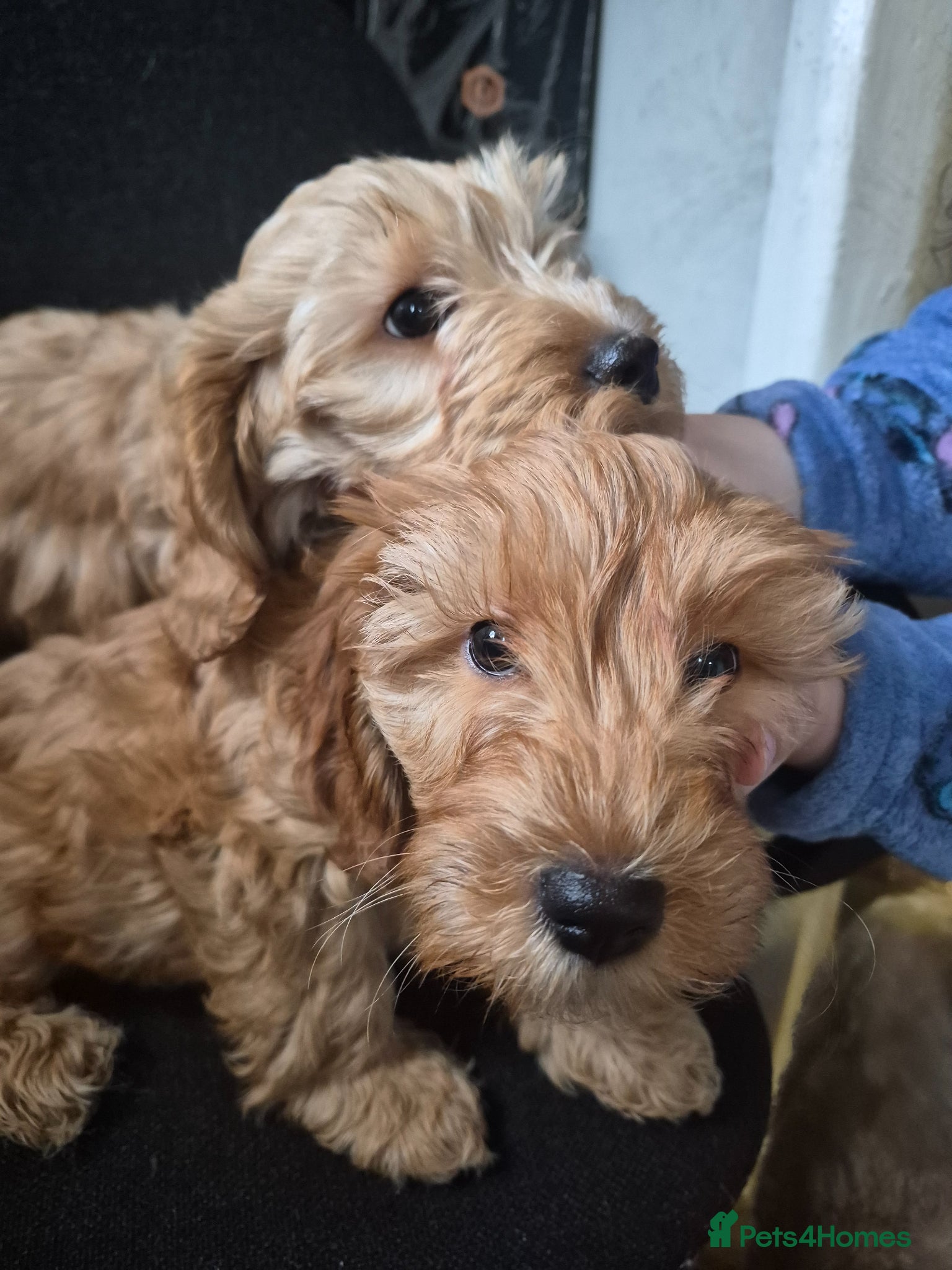 Cockapoo dogs 2 boys left reduced to £1000 Ready to leave now !  - Advert 1