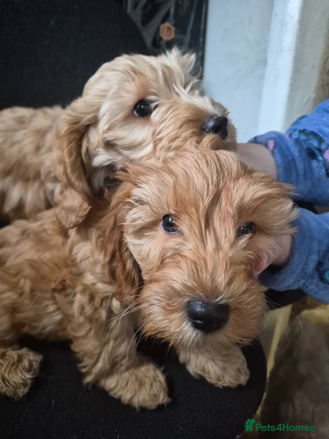 Cockapoo dogs for sale: 2 boys left reduced to £1000 Ready to leave now !  - Advert 1