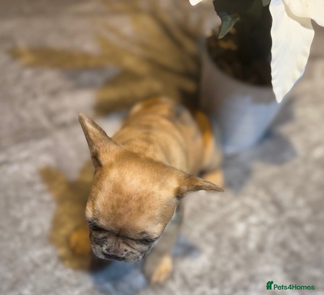 French Bulldog dogs for sale: LAST ONE REDUCED FRENCH BULLDOG 🐾 - Advert 4