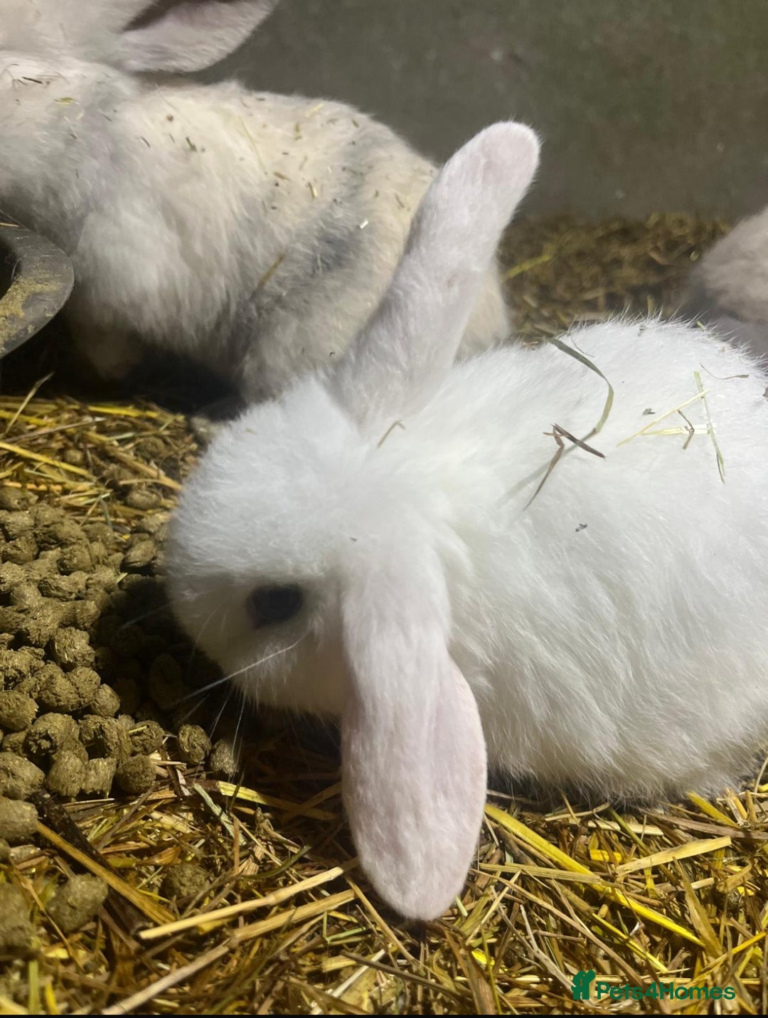 Mini Lop rabbits for sale: beautiful baby mini lops - mixed sex litter - Advert 6