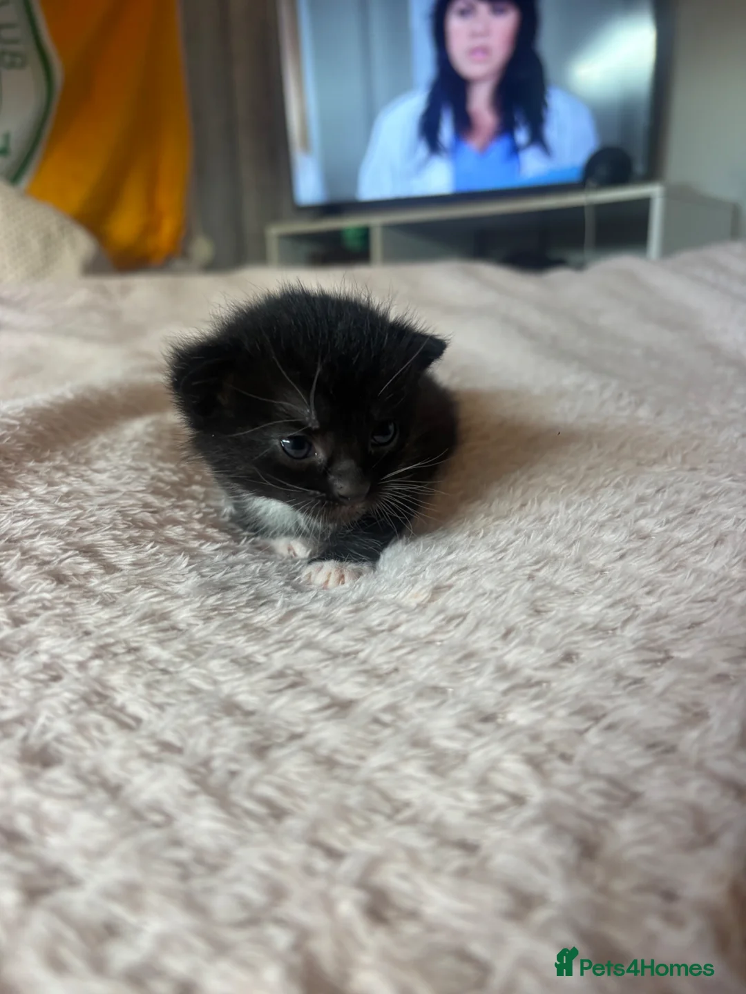 Mixed Breed cats for sale: 4 kittens for sale  in Cupar - Advert 10