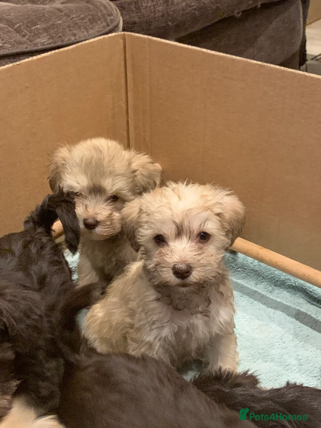 Miniature Schnauzer dogs for sale: Stunning Rare Parti-colour Miniature Schnauzer’s - Advert 2