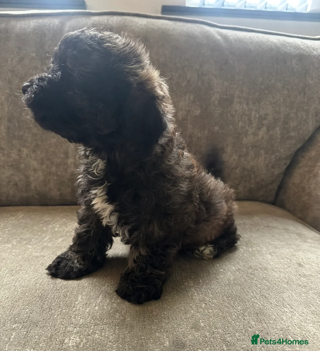Cavapoo dogs for sale: Beautiful babies looking for forever homes - Advert 6