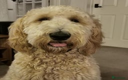 Goldendoodle dogs for sale: Multigenerational Puppies Waiting List - Advert 5