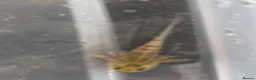 Axolotl reptiles for sale: Axolotl babies - Advert 10