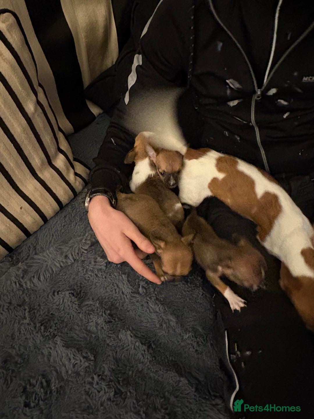 Mixed Breed dogs for sale: Jackawawa pups  - Advert 18