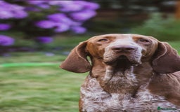 Bracco Italiano dogs for stud: Bracco Italiano for stud - Image 10