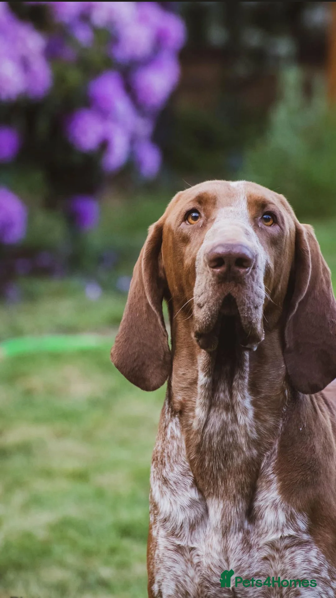 Bracco Italiano dogs for stud: Bracco Italiano for stud - Advert 10