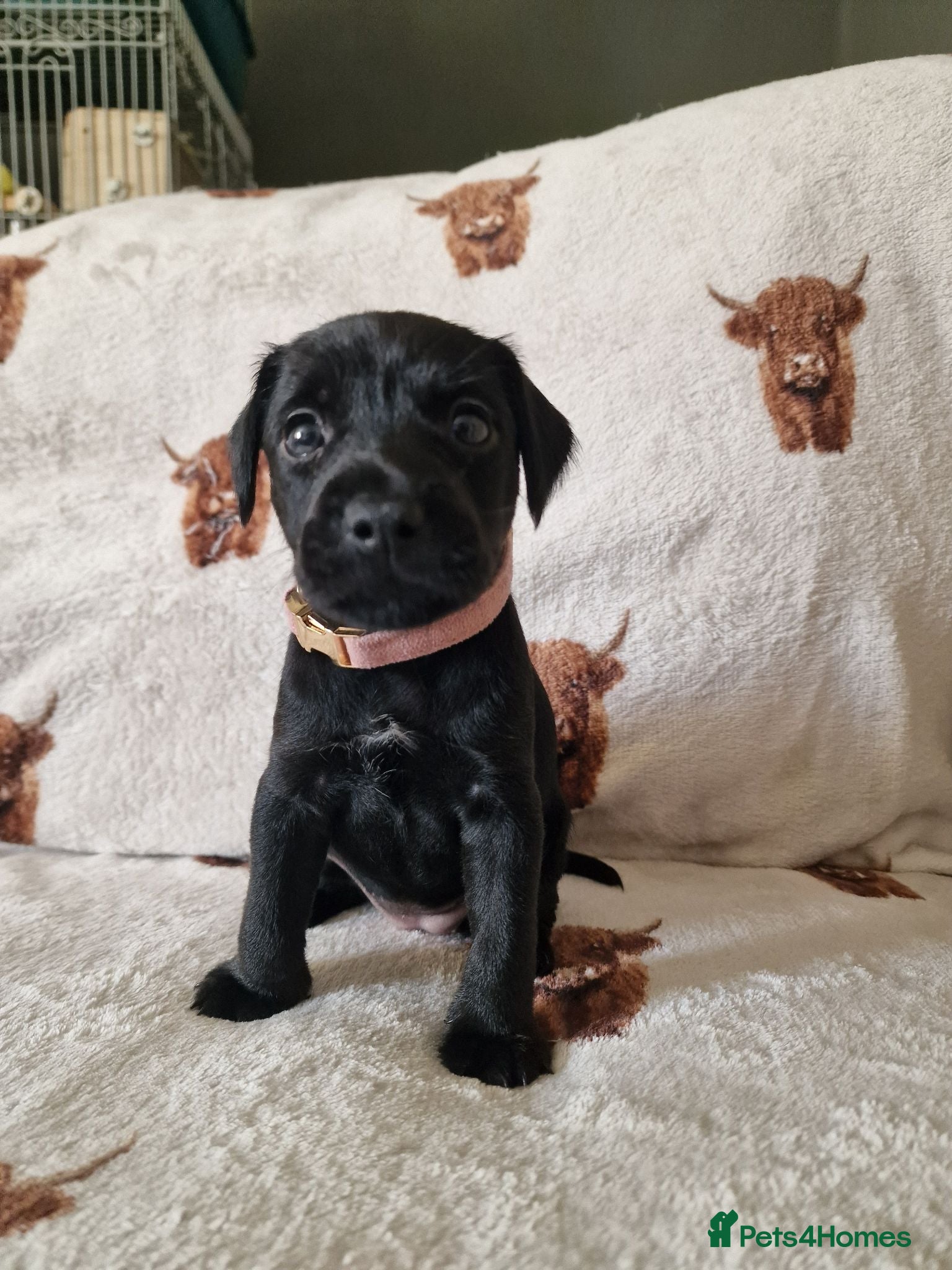 Patterdale Terrier dogs ❤️🐕Beautiful Patterdale puppies for sale🐕❤️ - Advert 17