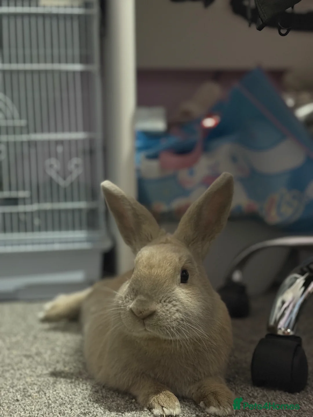 Mixed Breed rabbits for sale: Rabbit and cage for sale  in Oldham - Advert 2