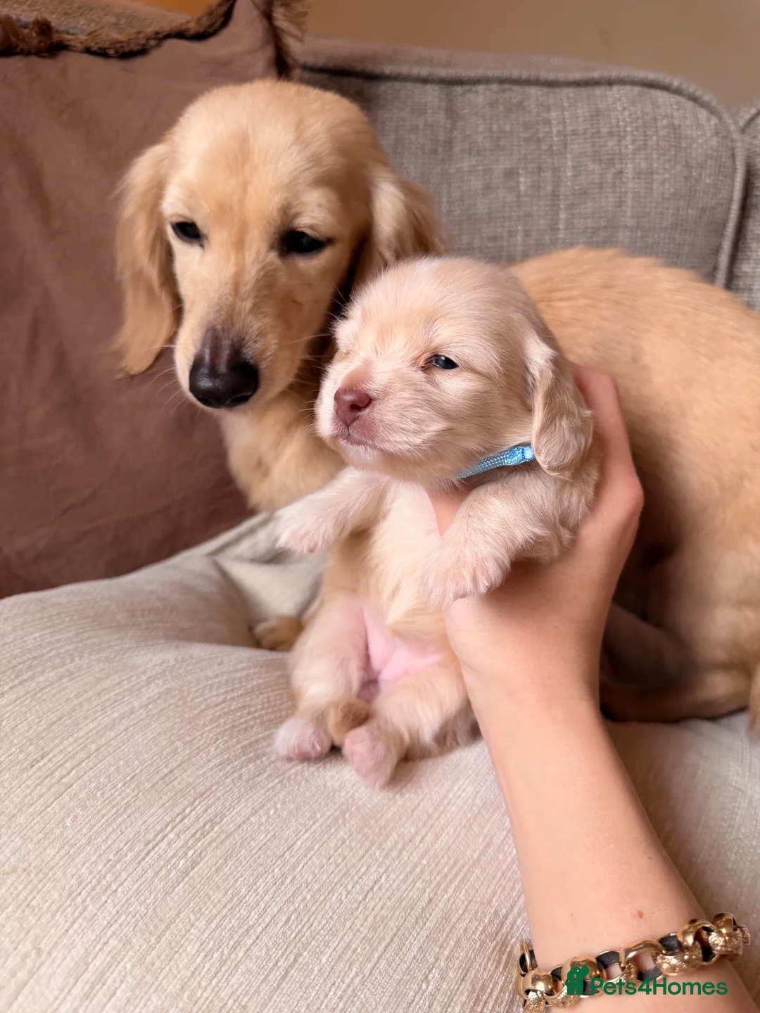 Miniature Dachshund dogs for sale: Long Haired EEII CREAM Miniature Dachshunds  - Advert 2