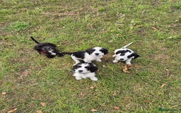 Mixed Breed dogs for sale: 2 beautiful babies - Image 1