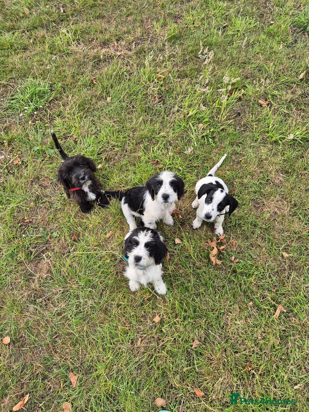 Mixed Breed dogs for sale: 2 beautiful babies - Image 1