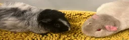 Guinea Pig rodents for sale: Teddy type boys/boars/males in Swindon - Advert 5