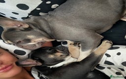 French Bulldog dogs for sale: French Bulldog looking for a forever home. - Image 8