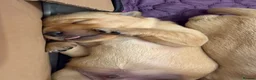Goldador dogs for sale: 6 Beautiful Goldador Puppies - Advert 4