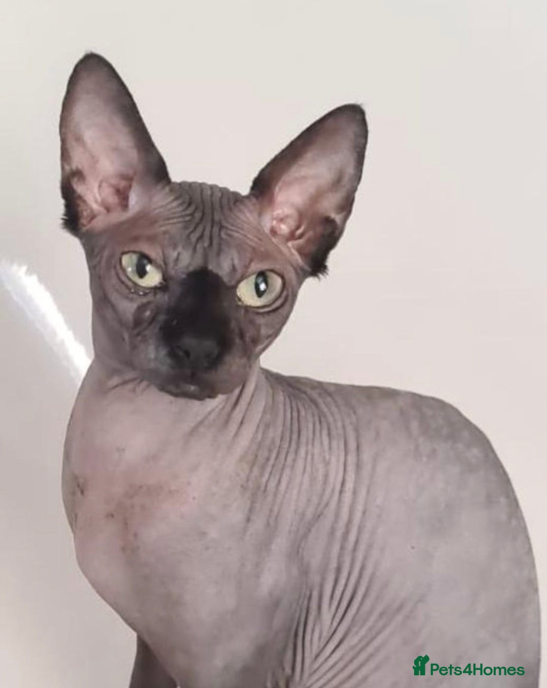 Bella