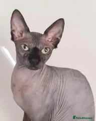 Bella