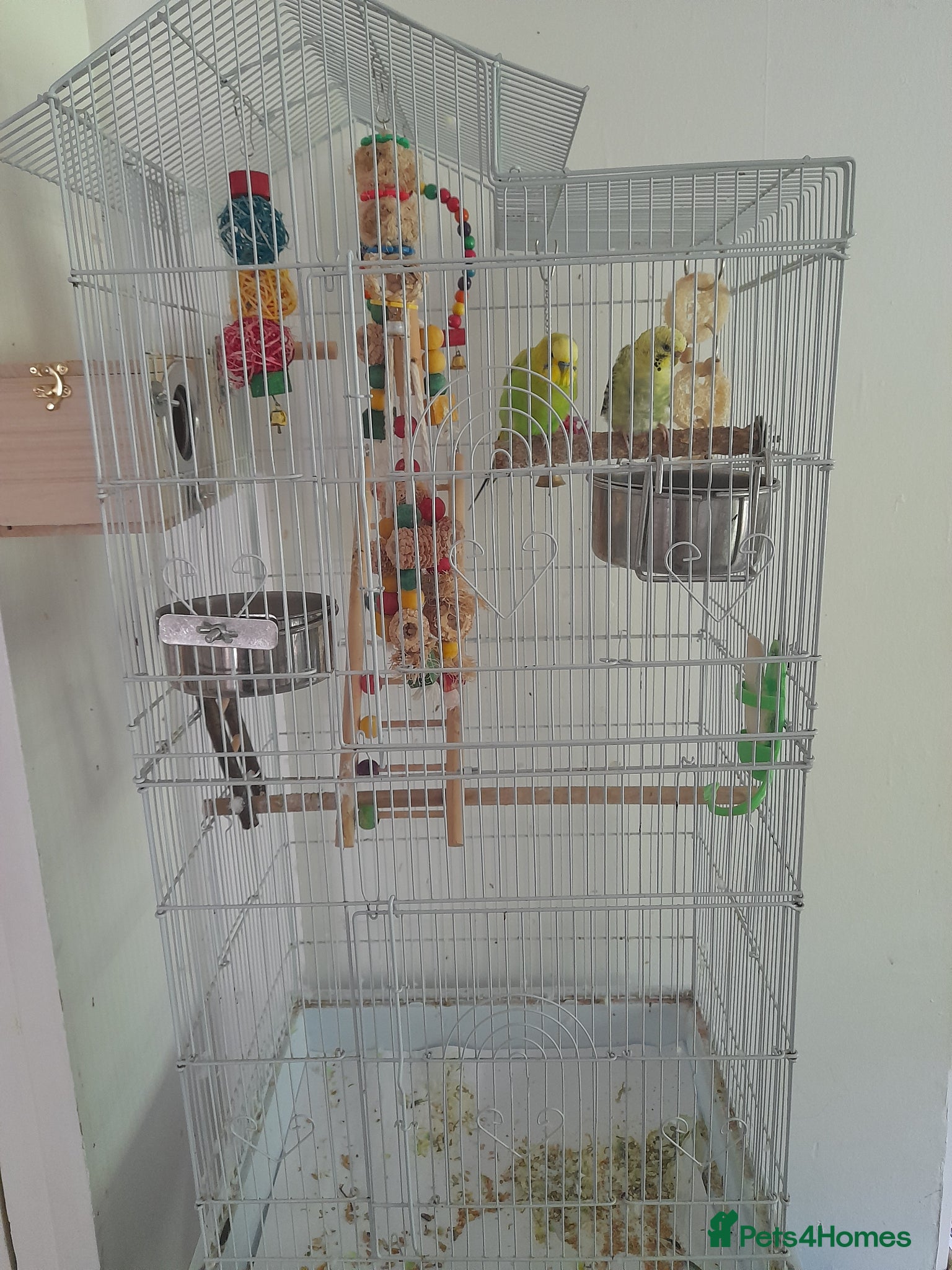 Budgerigars birds for sale: 2 budgies with large cage in High Wycombe - Advert 5