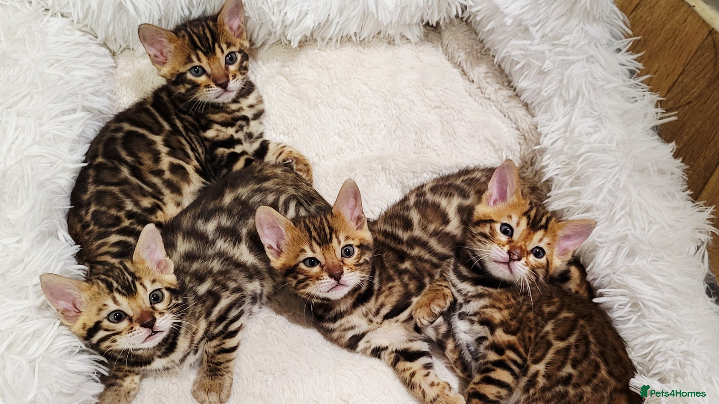 Bengal cats Pedigree,  TICA, loving, luxurious bengals - Advert 3