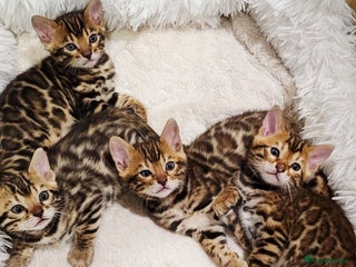 Bengal cats Pedigree, TICA, loving, luxurious bengals - Advert 10