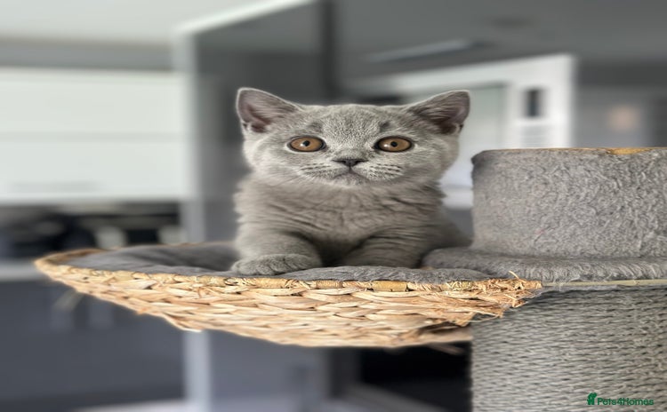 British Shorthair cats - Advert 1