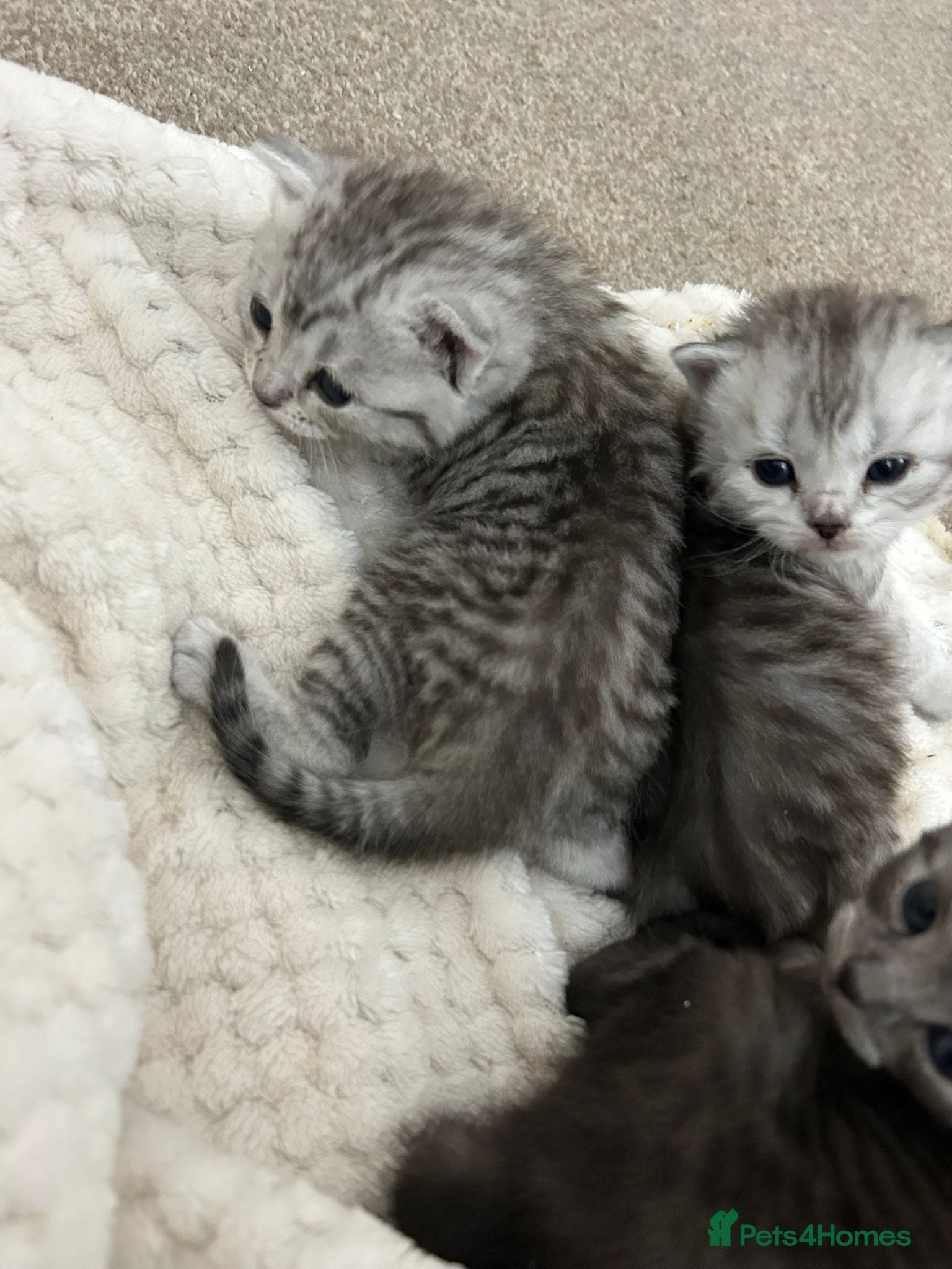 British Shorthair cats British Short Hair Kittens silver/charcoal colour - Advert 4
