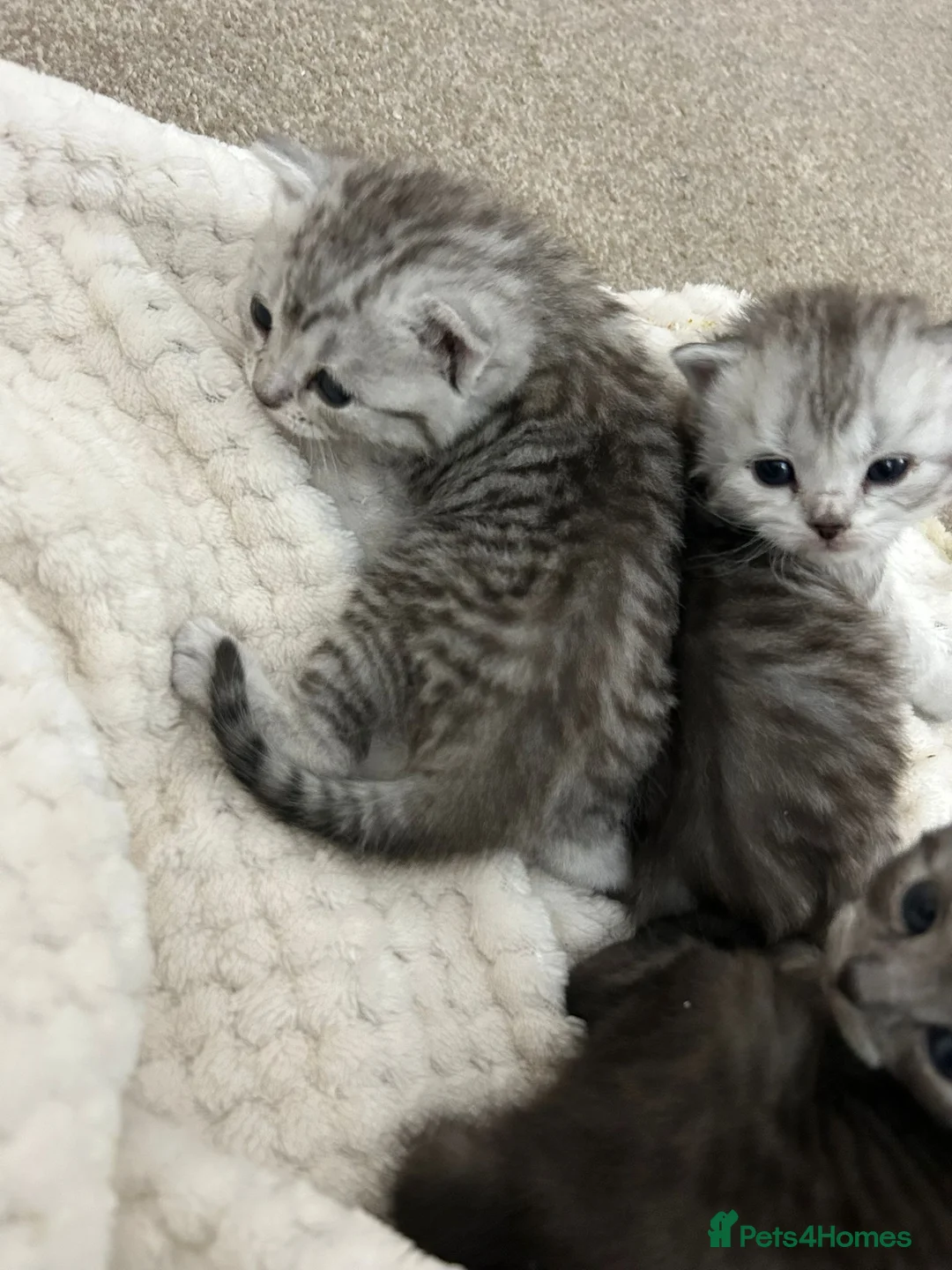 British Shorthair cats for sale: British Short Hair Kittens silver/charcoal colour - Advert 1