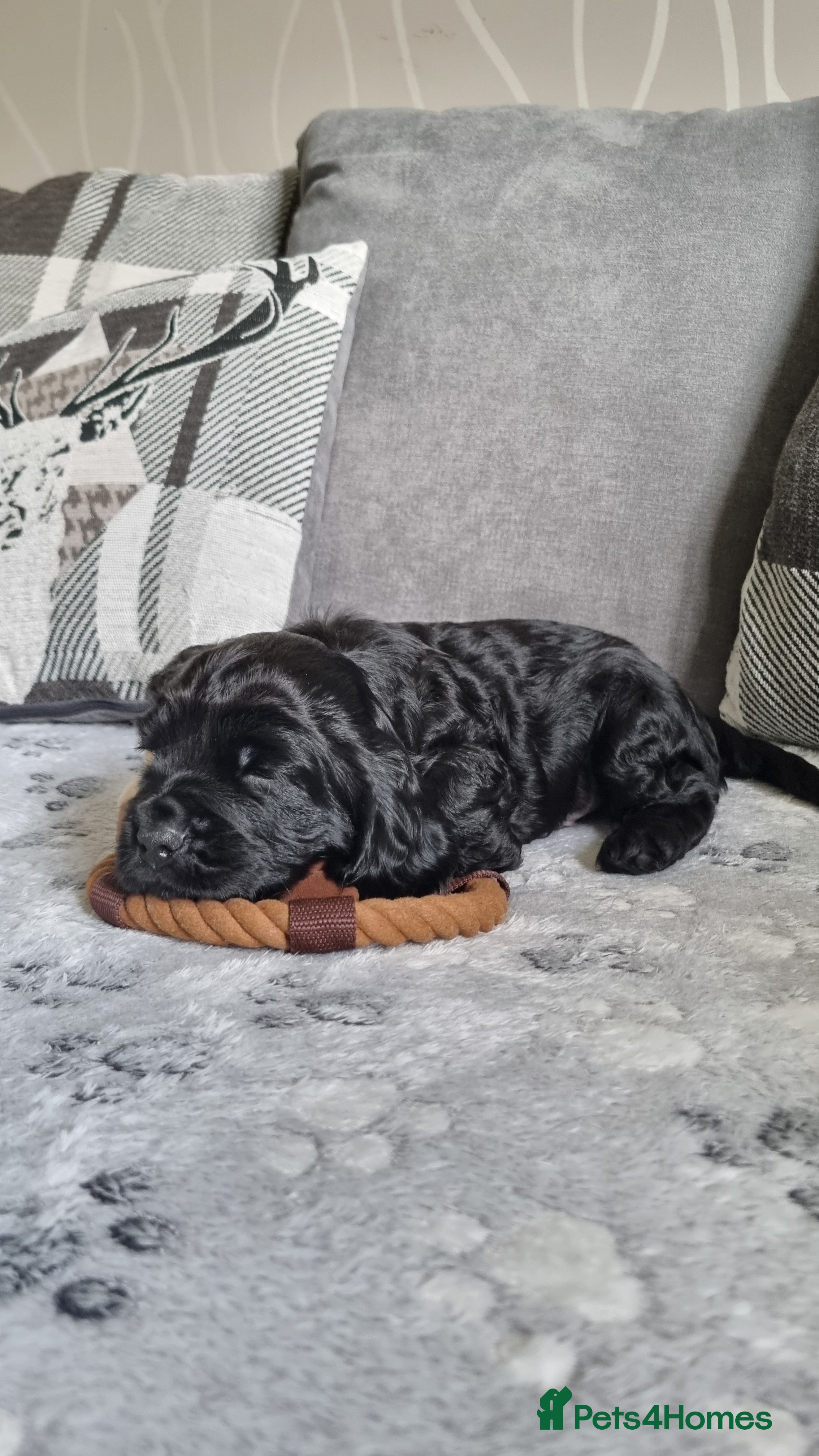 Cocker Spaniel dogs for sale: 🐾 Beautiful Show Type Cocker Spaniel Puppies - Advert 4