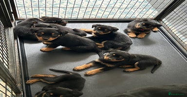 Rottweiler dogs - Advert 4