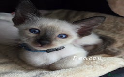 Oriental cats for sale: 8 supersoft GCCF registered Oriental kittens  - Image 7