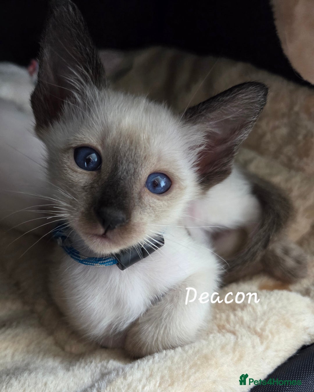 Oriental cats for sale: 8 supersoft GCCF registered Oriental kittens  - Image 7
