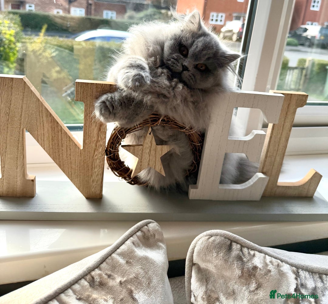 British Longhair cats for sale: Outstanding show quality GCCF female  - Advert 1