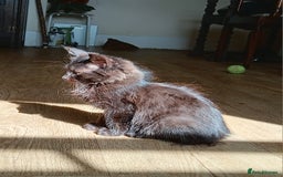 Mixed Breed cats for sale: Gorgeous black kittens - Image 4