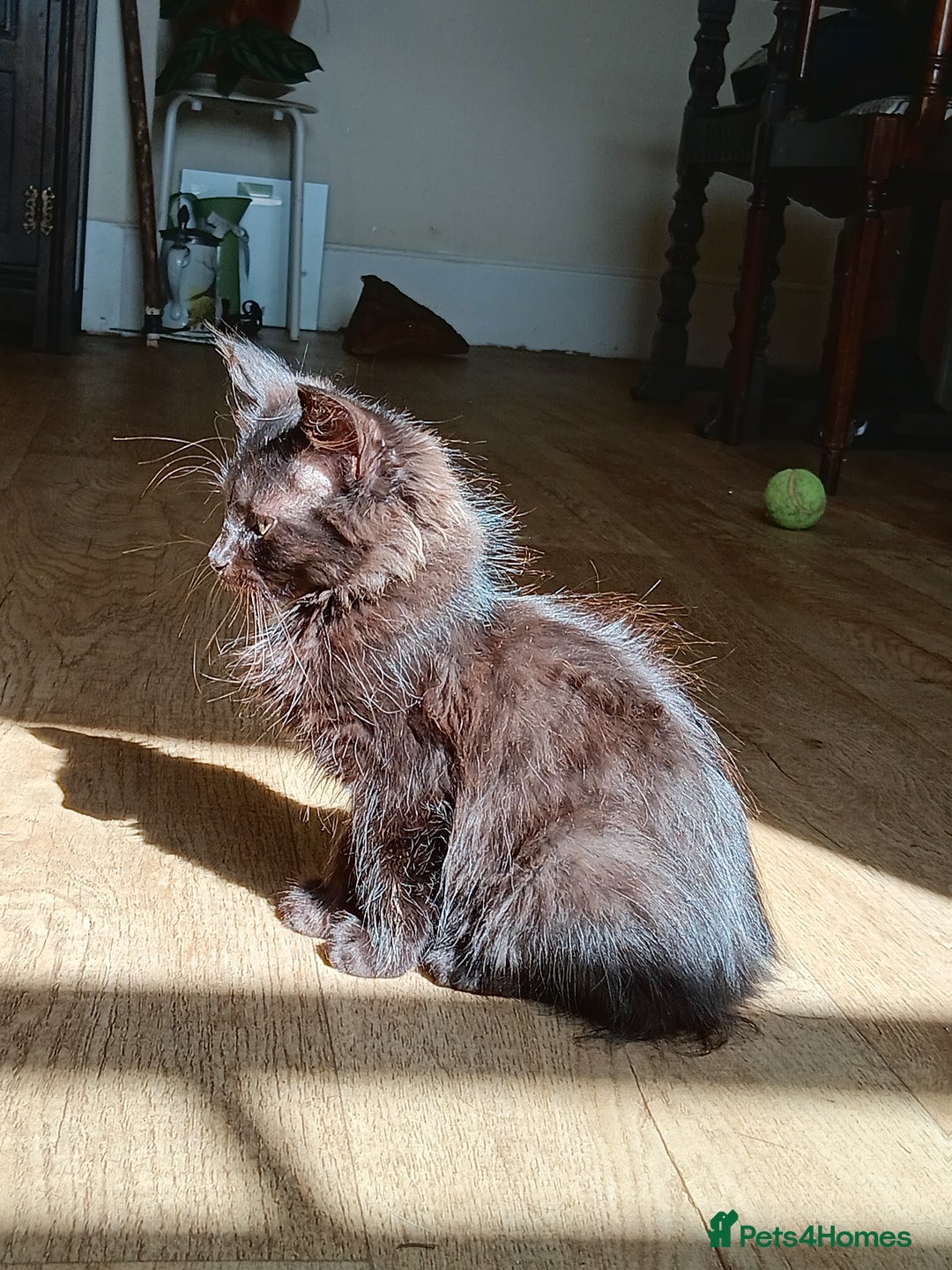 Mixed Breed cats for sale: Gorgeous black kittens - Image 4