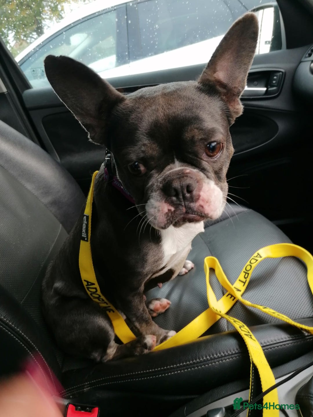 Mixed Breed dogs for adoption: ❤️Binx - 3 yo Frenchie x Boston terrier girl ❤️ - Image 1