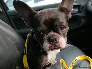 Mixed Breed dogs - Advert 2