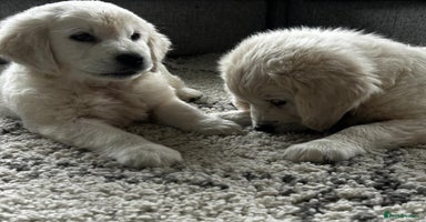 Golden Retriever dogs - Advert 12